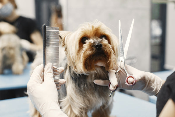 Do You Have to Have a License to Groom Dogs? Essential Facts Revealed