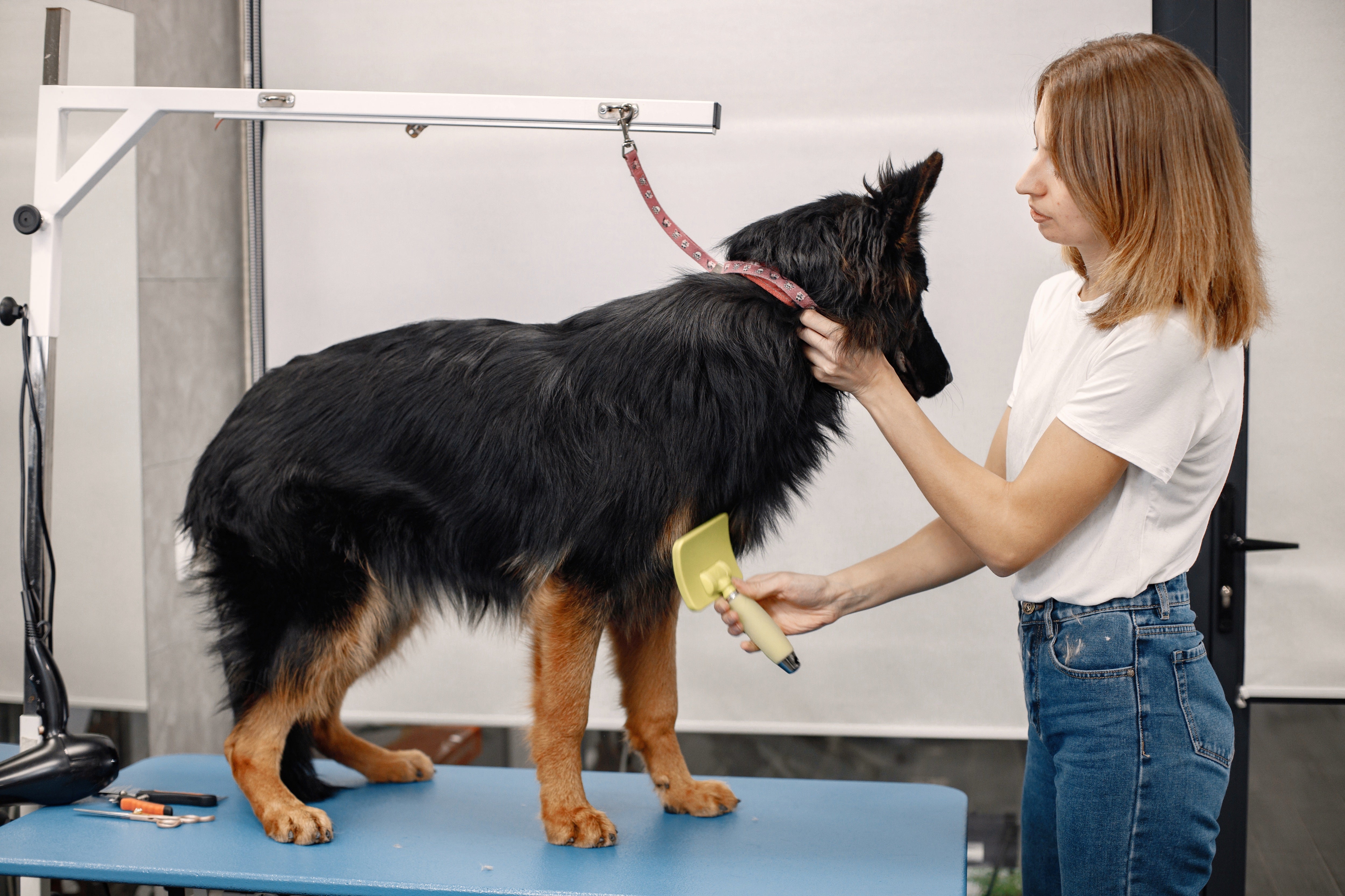 How to Start a Dog Grooming Business: Complete Guide