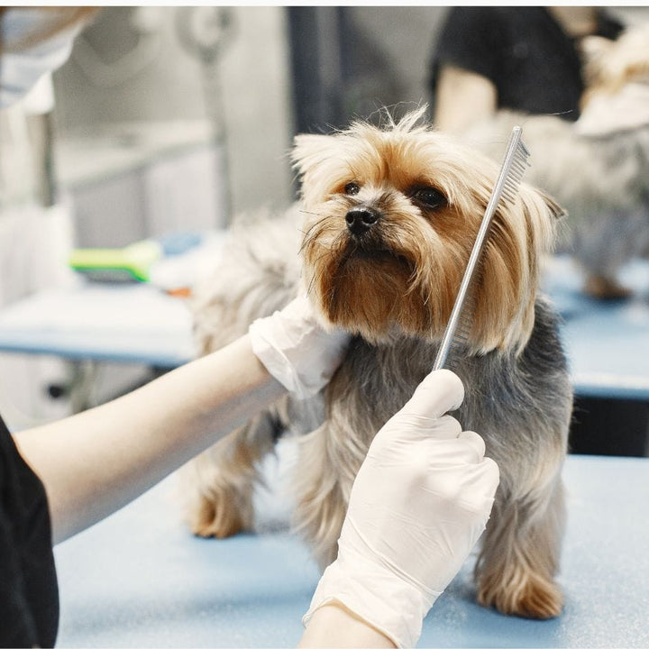 7.5" Dog Grooming Comb – Japanese Stainless Steel, Straight & Curved Options - Dog Comb - EliteTrim